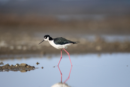 2017鱼尾狮杯直播盛况:精彩赛事全程回顾