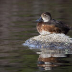 2021年中国体育彩票开奖结果查询 5ebwaz