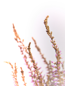 2022北京冬奥会精彩赛事全程直播