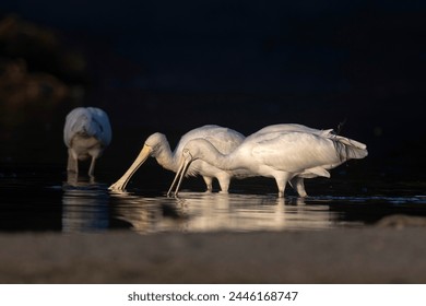 2019年NBA总决赛精彩赛事全程直播回顾